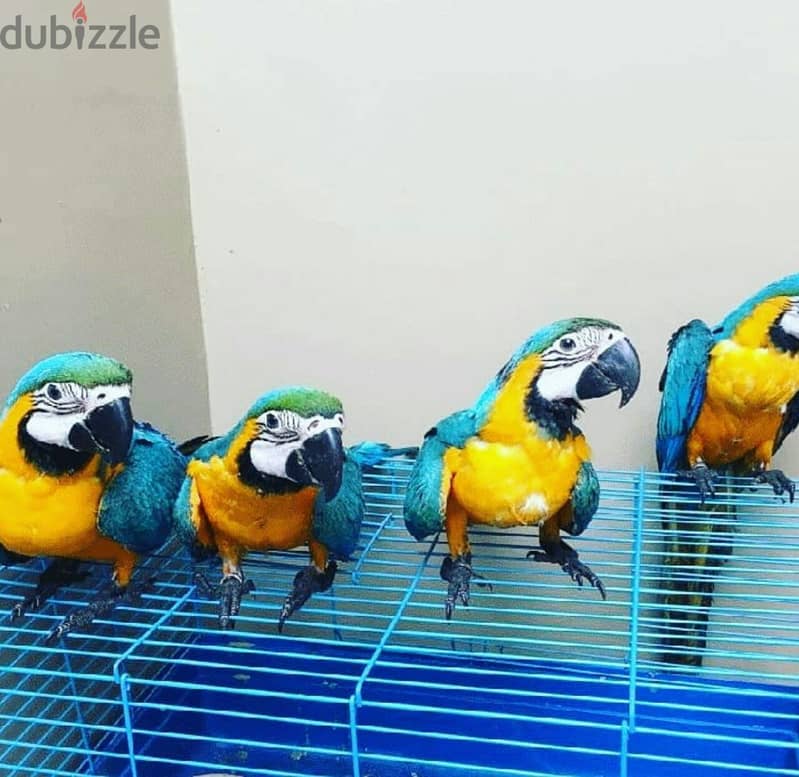 Macaw Parrots//  +971502618837 1