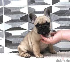 Whatsapp Me +972555074990 French Bulldog Puppies 0