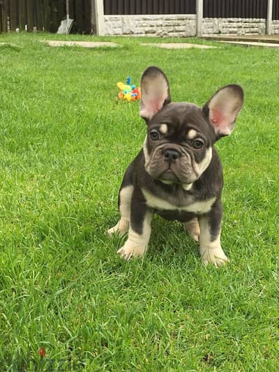 Whatsapp Me +972555074990 French Bulldog Puppies