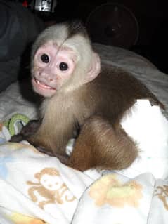 Whatsapp Me +972555074990 Capuchin Monkey 0