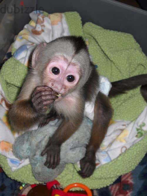 Whatsapp Me +972555074990 Capuchin Monkey 1