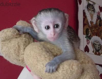 Whatsapp Me +972555074990 Capuchin Monkey