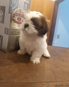 shih tzu puppy 0