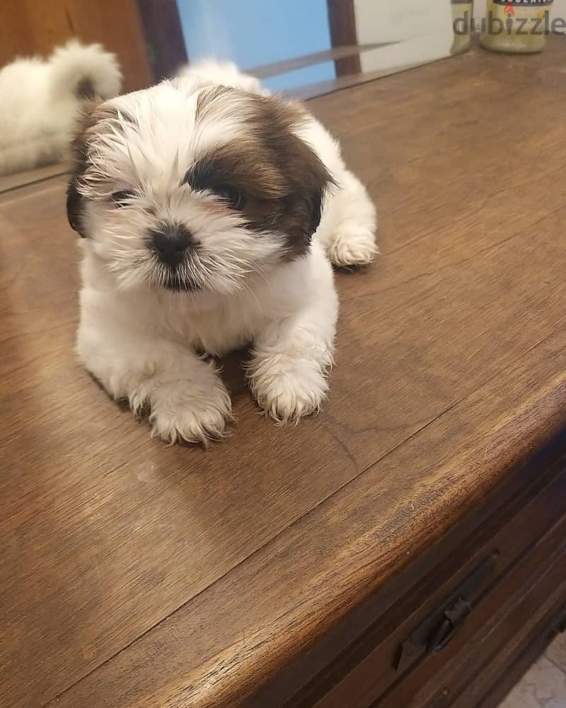 shih tzu puppy 1