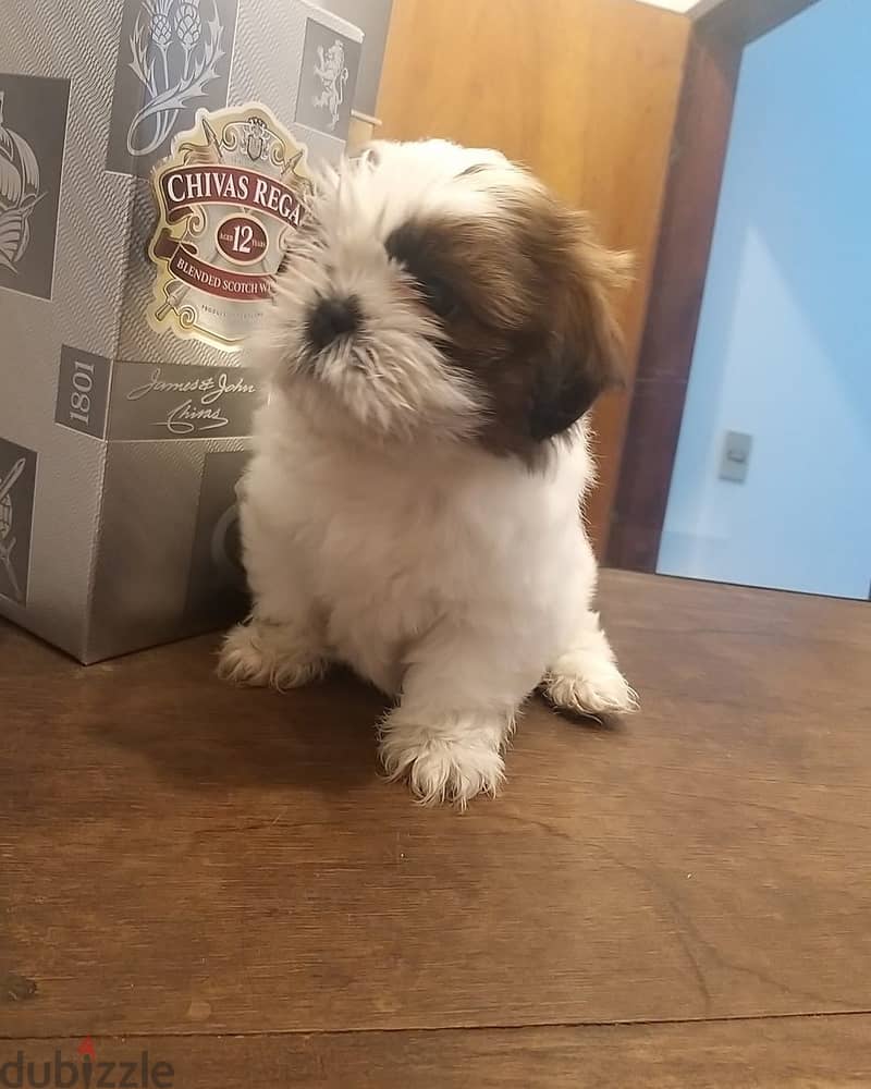 shih tzu puppy 2