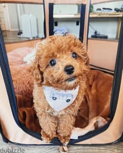 Playful Poodle for sale 0