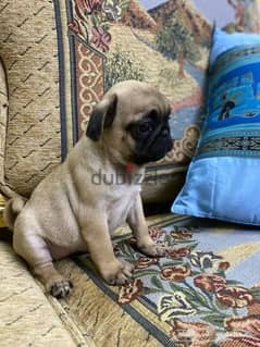 Male Pug for sale 0