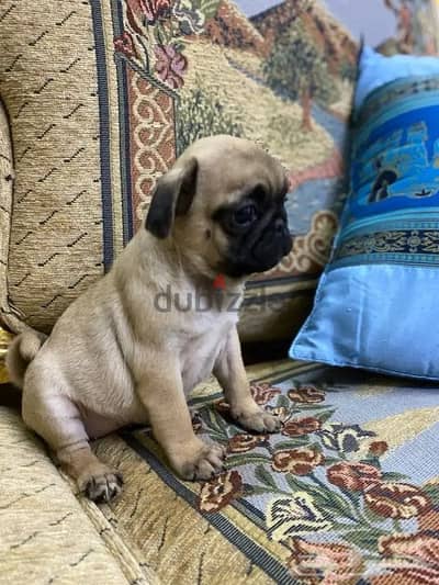 Male Pug for sale