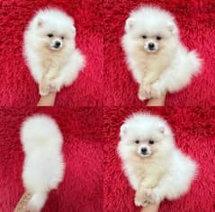 100% Purebred  Pomeranian for sale 0