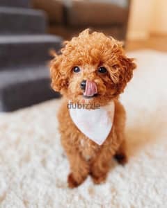 Playful Poodle for Salem 0