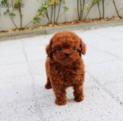 Tea Cup Red poodle for sale