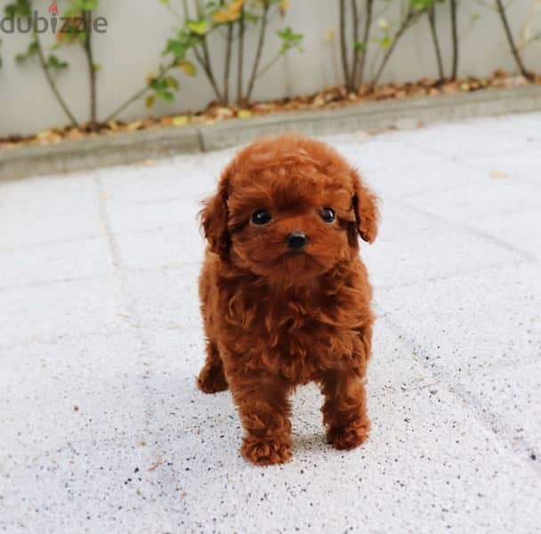 Tea Cup Red poodle for sale 0