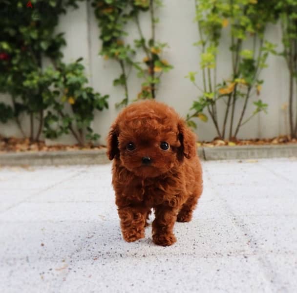 Tea Cup Red poodle for sale 1