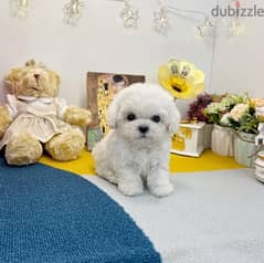 100% Poodle puppy for sale . WhatsApp me ‪ +1908,7684279‬ 0