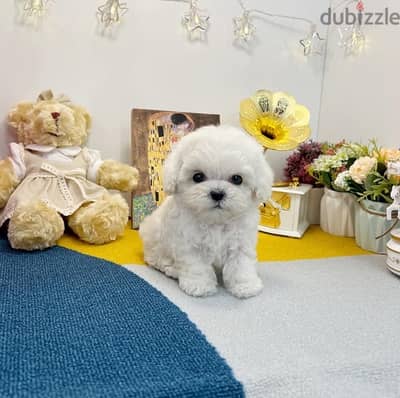 100% Poodle puppy for sale . WhatsApp me ‪ +1908,7684279‬