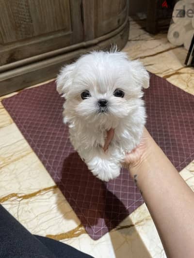 Male Maltese for sale