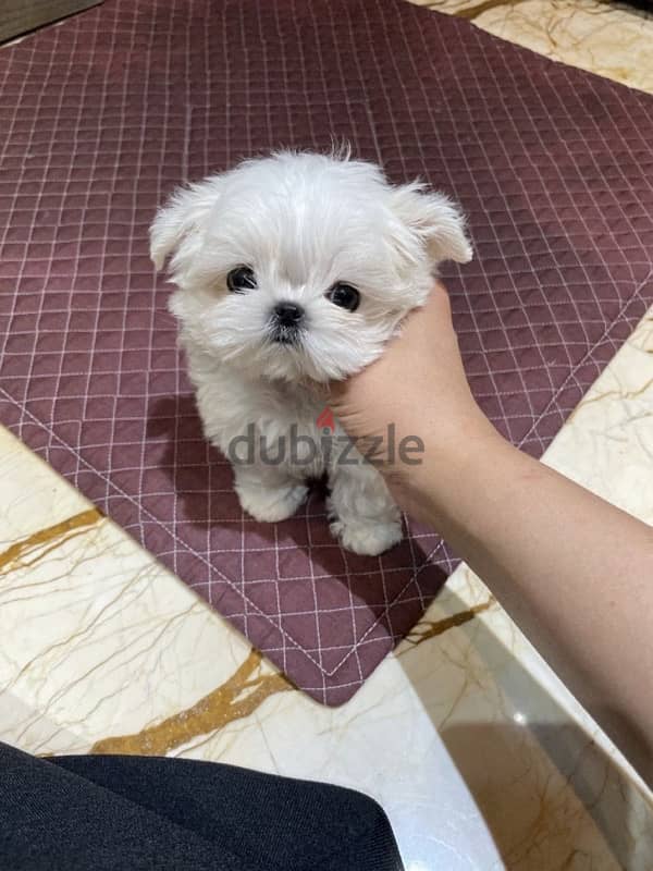 Male Maltese for sale 1