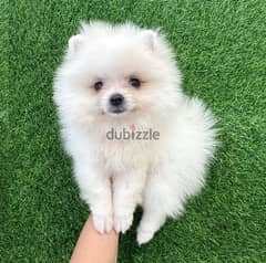 White Male Pomeranian for sale 0