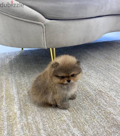 Lovely Pomeranian for sale