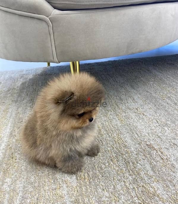 Lovely Pomeranian for sale 1