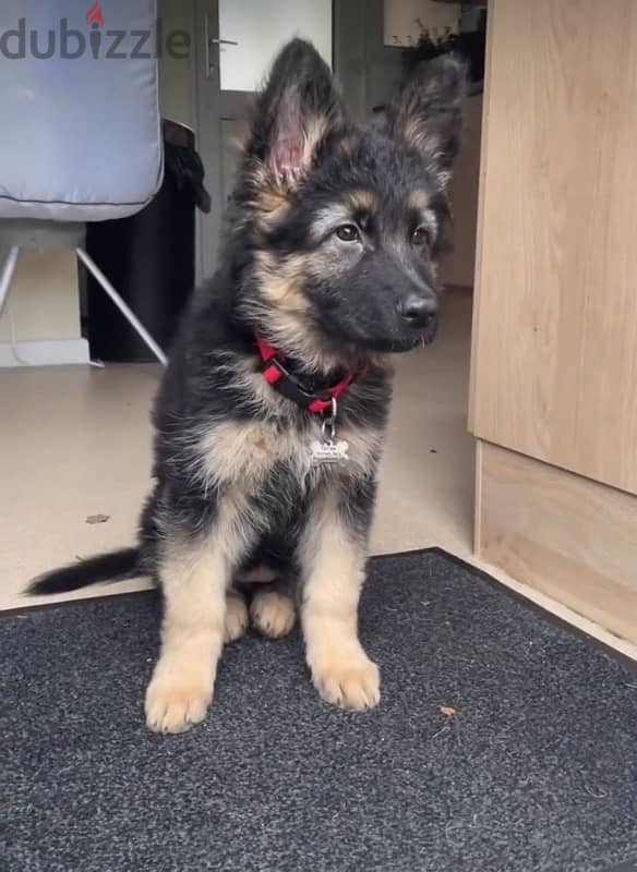 German Shepherd for sale . WhatsApp me ‪ +1484,7189164‬ 1