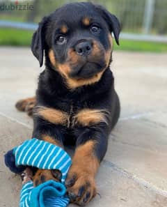 Rottweiler  puppy for sale 0