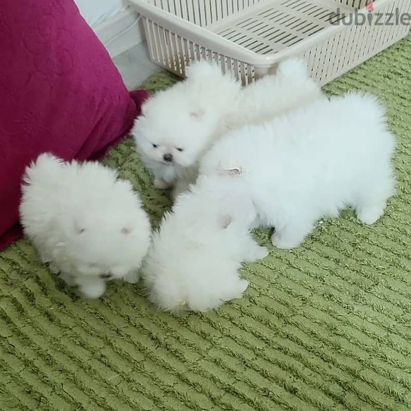 2 gorgeous very fluffy white miniature pomeranian for Sale. 0