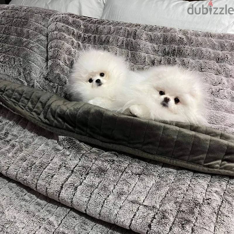 2 gorgeous very fluffy white miniature pomeranian for Sale. 1