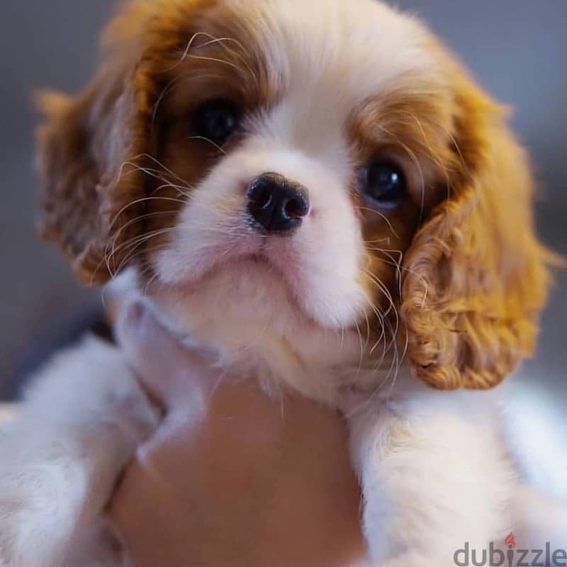 The Cavalier King Charles Spaniel 0