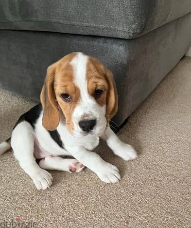 Whatsapp Me +966583921348 Beagle Puppies 1