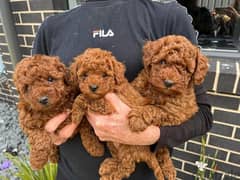 Whatsapp Me +972555074990 Toy Poodle Puppies 0