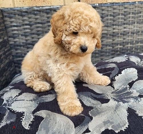 Whatsapp Me +972555074990 Toy Poodle Puppies 1