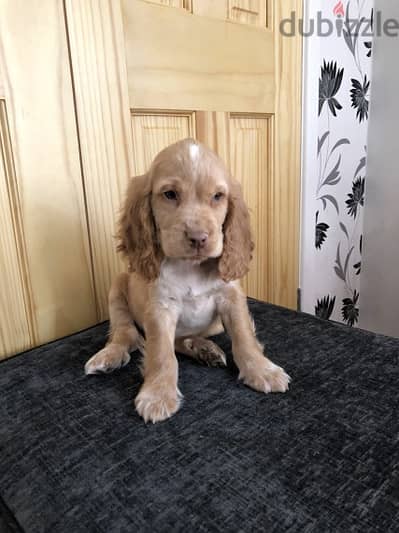 Whatsapp Me +966588993320 Cocker Spaniel Puppies