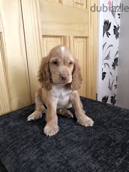 Whatsapp Me +966588993320 Cocker Spaniel Puppies 0