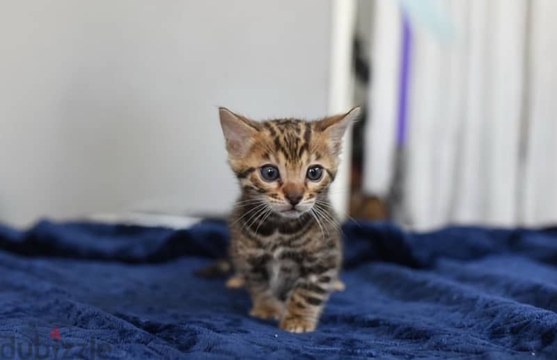 Bengal for sale . WhatsApp me ‪ +1908,7684279‬ 0