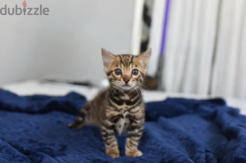 Bengal for sale . WhatsApp me ‪ +1908,7684279‬ 1