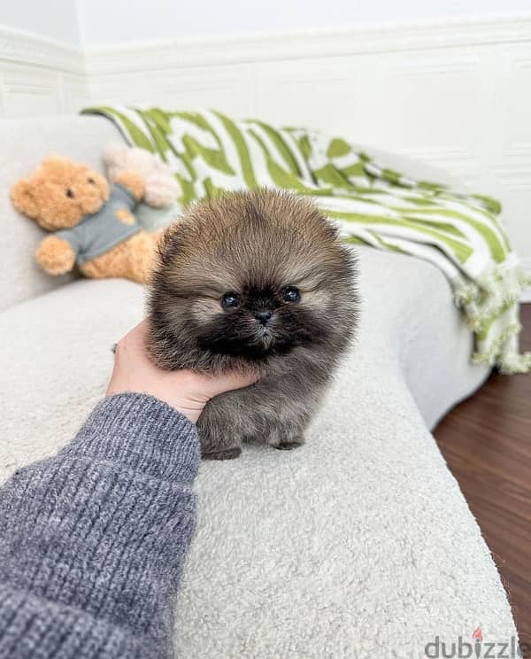 Tcup Pom puppy for sale 0