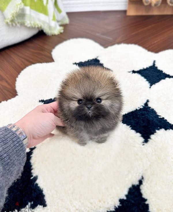 Tcup Pom puppy for sale 1