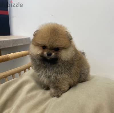 Brown Pom puppy for sale