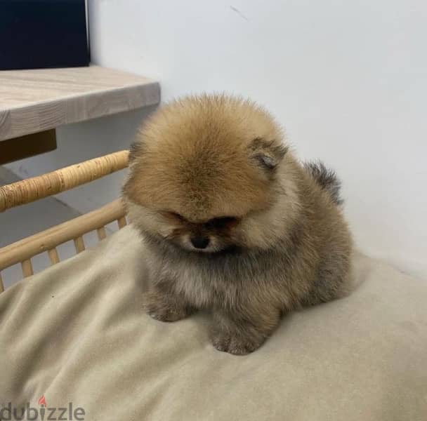 Brown Pom puppy for sale 1