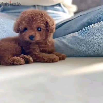 Poodle puppies