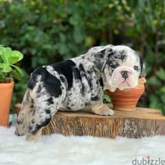 English Bulldog Puppies 0