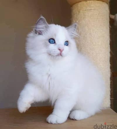 Ragdoll Kitten