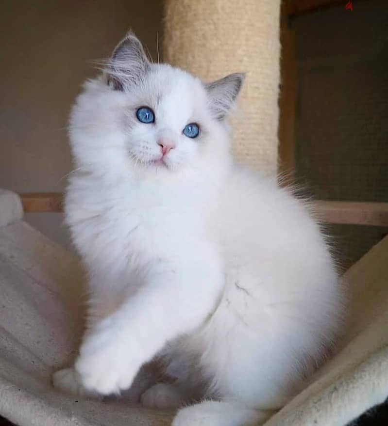 Ragdoll Kitten 1