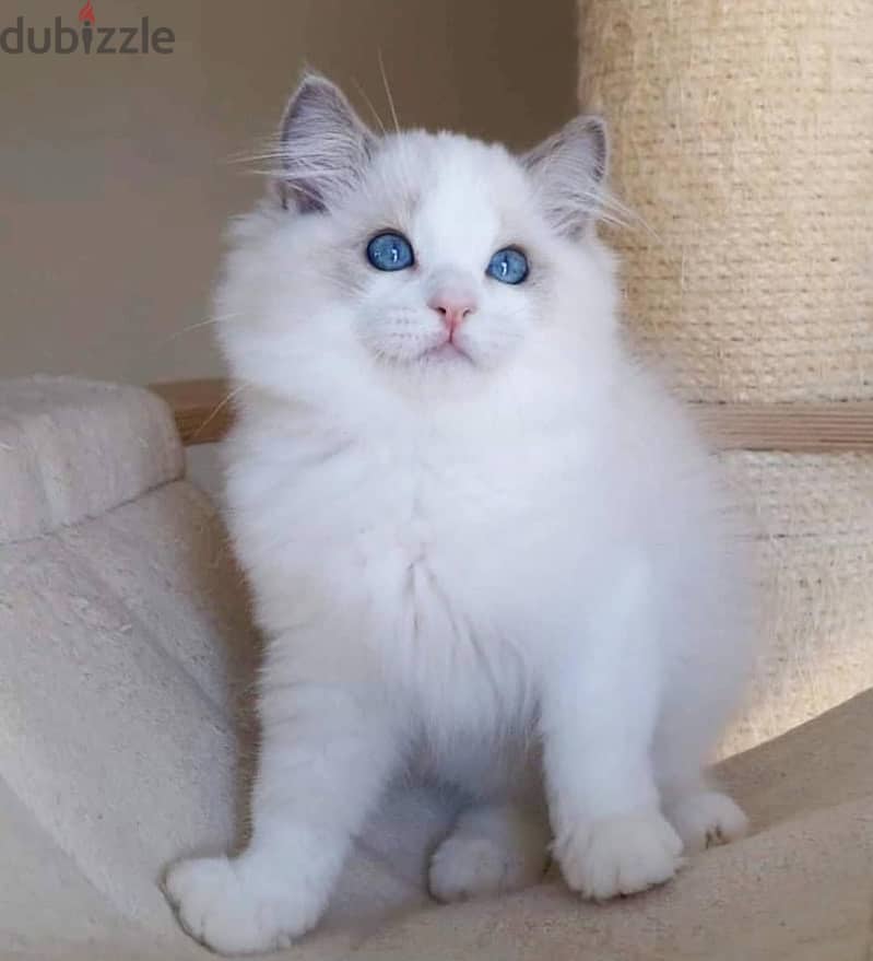 Ragdoll Kitten 2