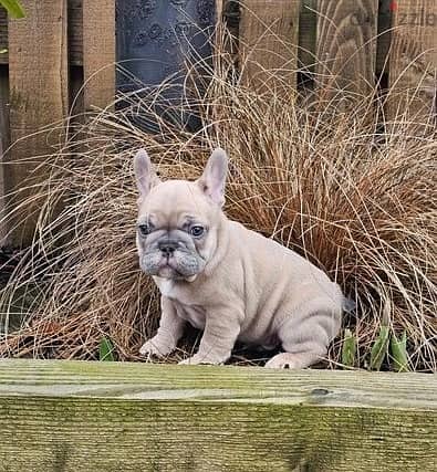 Whatsapp Me +972555074990 French Bulldog Puppies 1