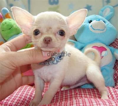 Whatsapp Me +966588993320 Chihuahua Puppies