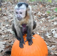 Capuchin Monkeys Available 0