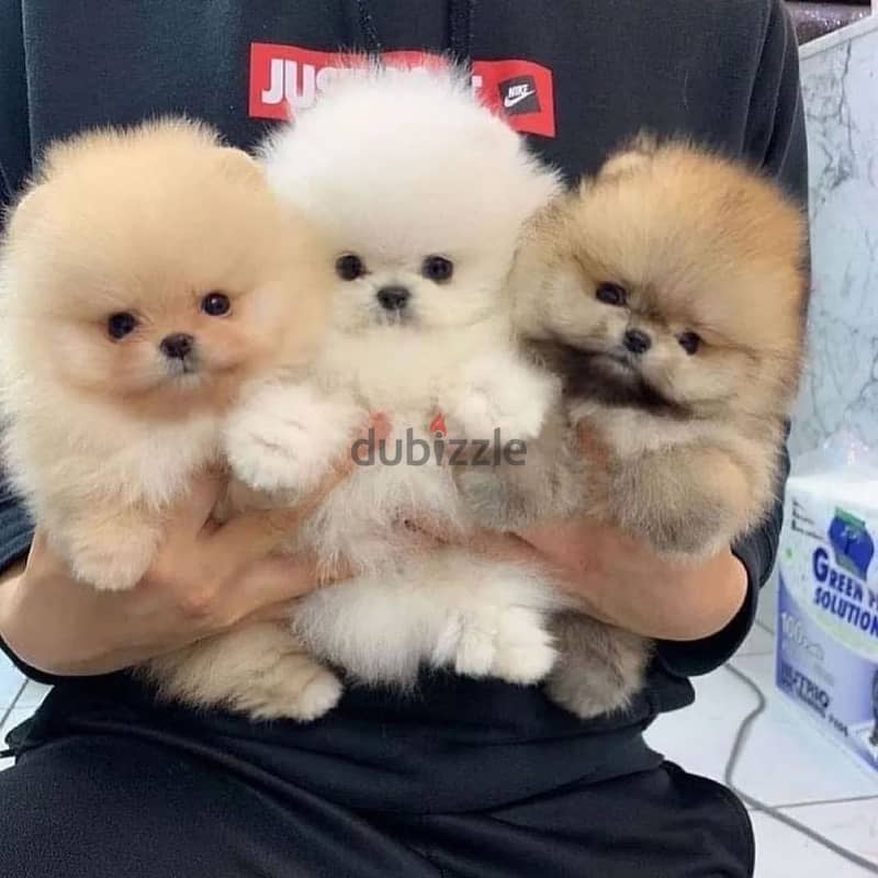 Pome_ranian Puppies 0