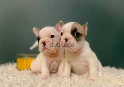 French Bulldog Puppies 0